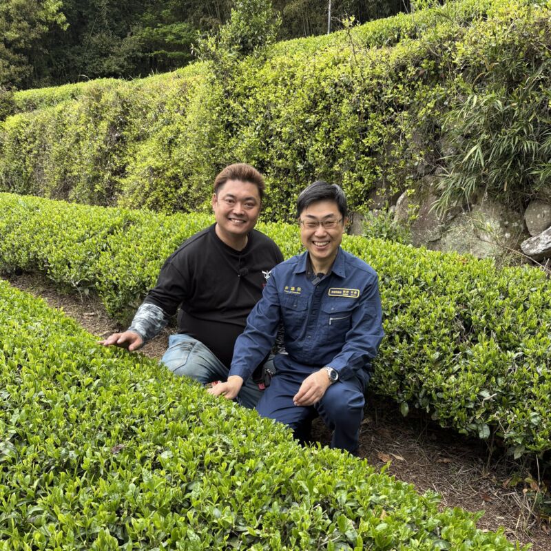 Image for the Tweet beginning: 福岡に戻り、八女市星野村へ。
友人の山中 剛先生の茶畑で皆様と茶摘み。
柔らかい茶葉を手摘み。無農薬の茶葉を頂くと、とても美味。
手摘みの茶葉を大釜で炒り、真菰で編んだねこだの上で手揉み。あ、お茶の匂いだ‼を繰り返し。
八女の、福岡の誇り、八女茶。只々感動です。
有難うございました。 